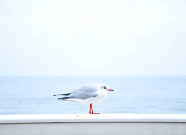 Linux远程同步rsync